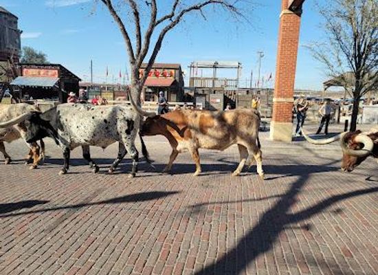 virginia/arlington/attraction/fort-worth-stockyards