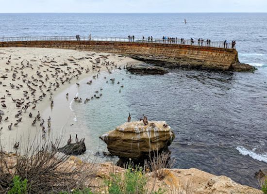 california/la-jolla/attraction/la-jolla-underwater-park