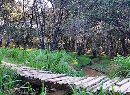 malawi/mzuzu/attraction/botanic-gardens