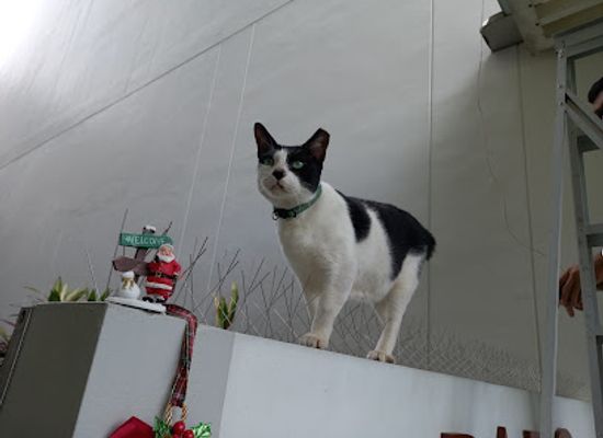 singapore/little-india/attraction/freckles-the-cat
