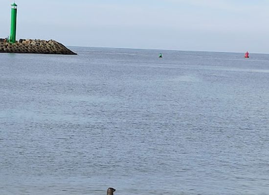 belgium/ostend/attraction/zeehondjes-spotten