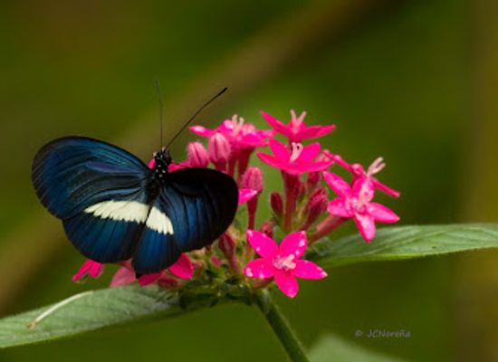 colombia/risaralda-department/attraction/bioparque-bonita-farm