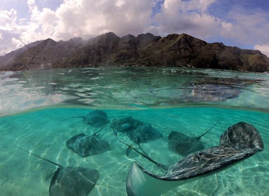 french-polynesia/moorea/attraction/moorea-ocean-adventures