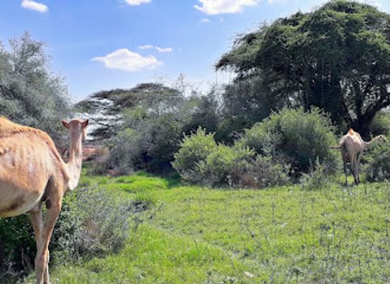 somalia/hargeisa/attraction/isha-gobka