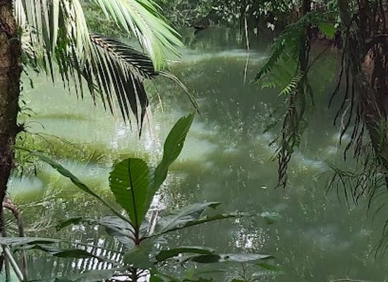 palau/ngchelobel/attraction/jungle-river-boat-tours