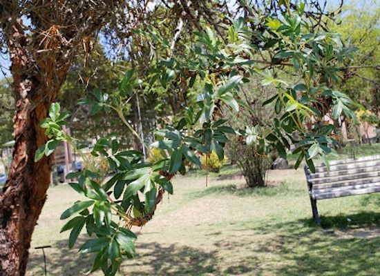 bolivia/cordillera-real/attraction/herbario-nacional-de-bolivia-lpb