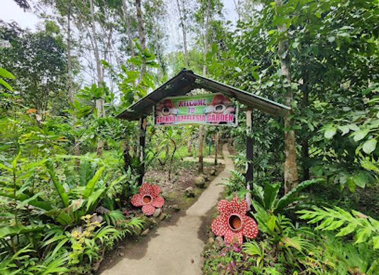 malaysia/kinabalu-national-park/attraction/adenna-rafflesia-garden-poring-sabah