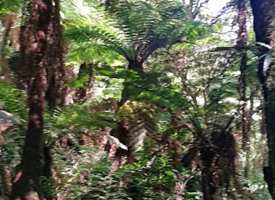 bolivia/amboro-national-park/attraction/bosque-de-elechos-gigantes
