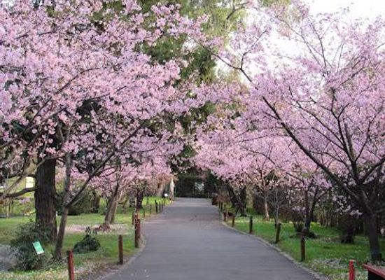 argentina/buenos-aires/attraction/jardin-japones