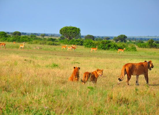 uganda/western-region/attraction/queen-elizabeth-national-park-uganda