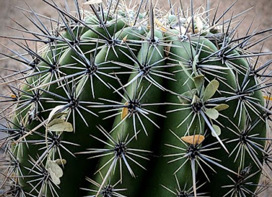 arizona/phoenix/attraction/glendale-xeriscape-garden