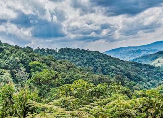 rwanda/ruhengeri/attraction/bwindi-impenetrable-forest