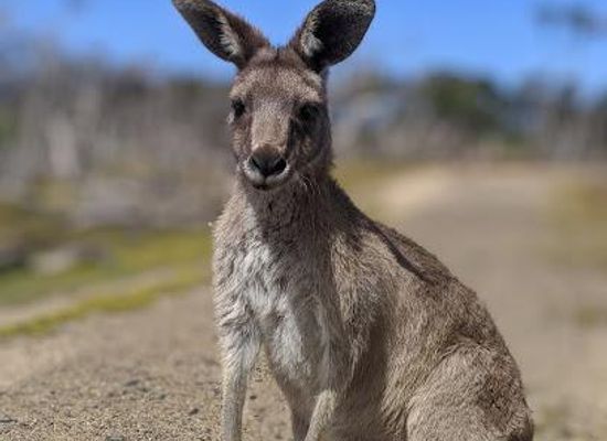 australia/mornington-peninsula/attraction/kangaroo-feed-point-part-of-phillip-island-wildlife-park