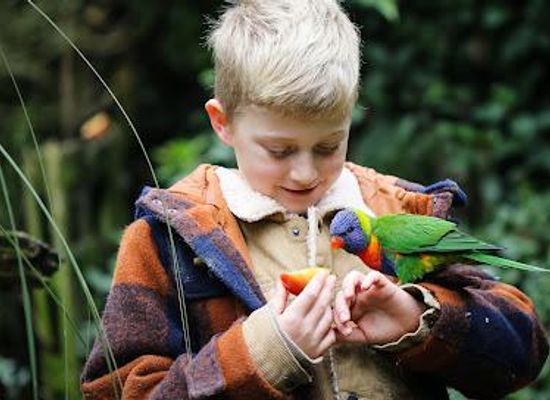 new-zealand/masterton/attraction/staglands-wildlife-reserve-cafe