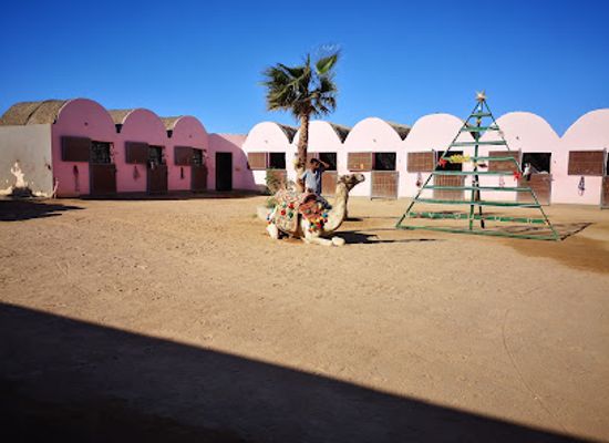egypt/el-gouna/tamr-henna-square/attraction/habiba-horse