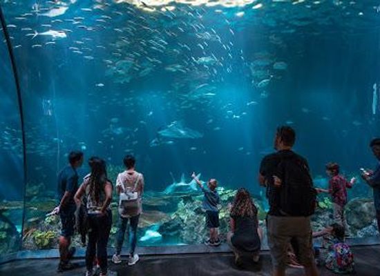 illinois/berwyn/attraction/shedd-aquarium