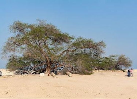 bahrain/sitra/attraction/tree-of-life