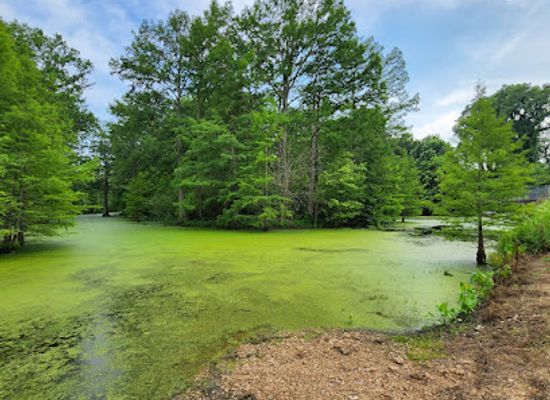 arkansas/upper-delta/attraction/wapanocca-national-wildlife-refuge