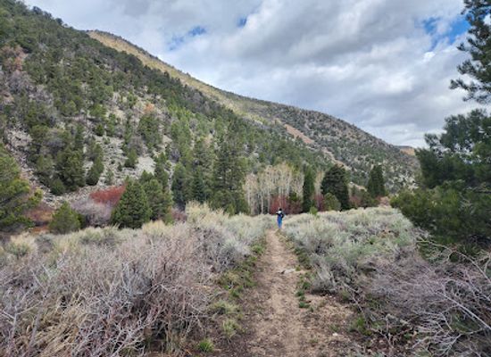 nevada/great-basin-national-park/attraction/pole-canyon-trailhead