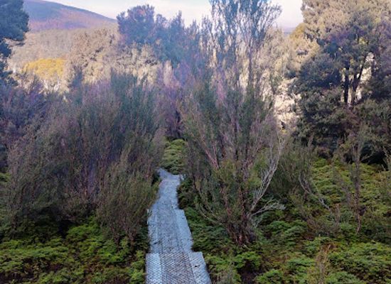 australia/cradle-mountain-lake-st-clair-national-park/attraction/king-billy-tree