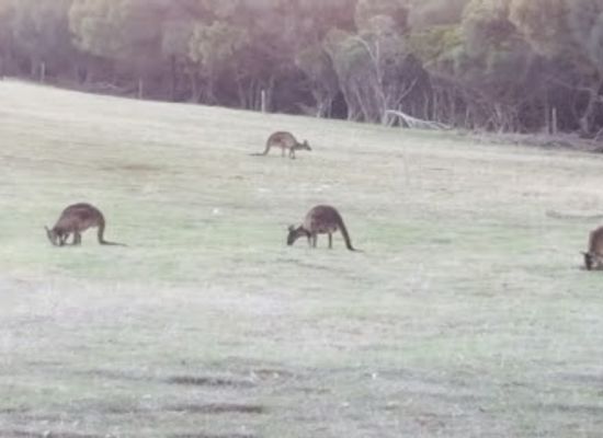 australia/kangaroo-island/attraction/paul-s-place