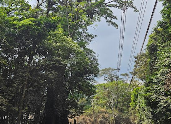 costa-rica/monteverde-cloud-forest/attraction/corner-ficus-tree