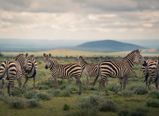 kenya/maasai-mara/attraction/maji-moto-eco-camp