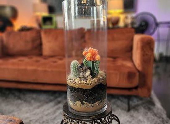 texas/north-texas/attraction/energy-gardens-terrariums