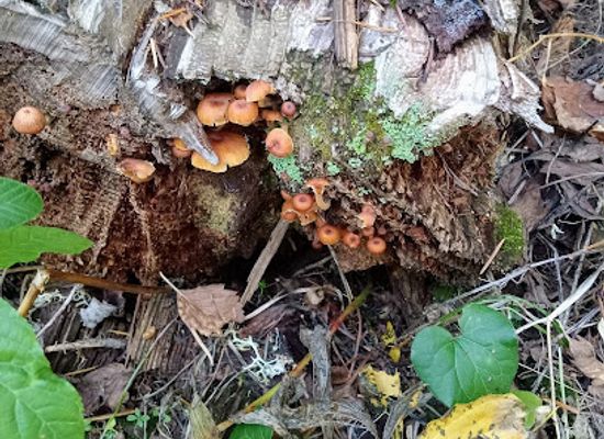 oregon/umatilla-county/attraction/upper-mill-creek-history