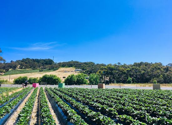 australia/fleurieu-peninsula/attraction/harvest-the-fleurieu