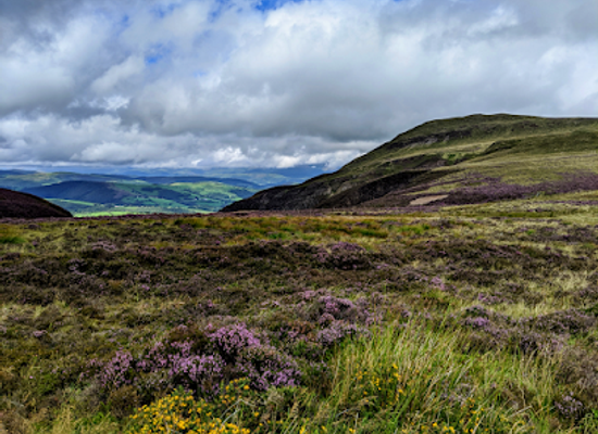 united-kingdom/montgomeryshire/attraction/glaslyn-nature-reserve