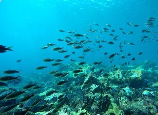 cabo-verde/sal/attraction/allblue-cabo-verde
