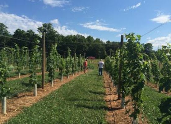 virginia/central-virginia/attraction/cunningham-creek-winery