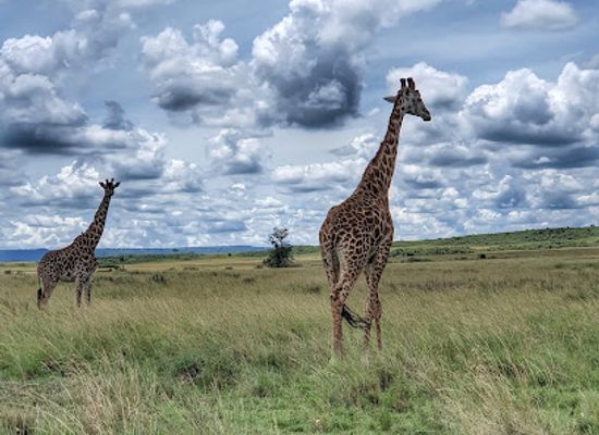 kenya/maasai-mara/attraction/maasai-mara-musiala-gate