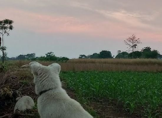 nepal/chitwan-national-park/attraction/tarakari-bari