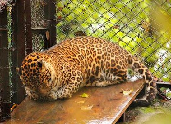 india/siliguri/attraction/padmaja-naidu-himalayan-zoological-park