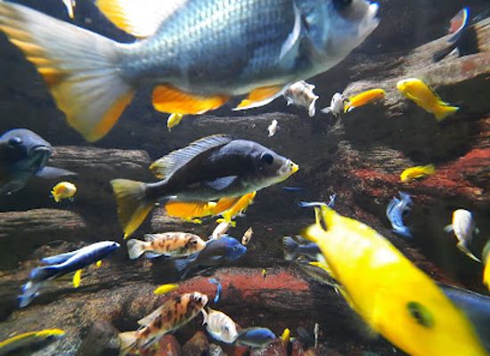 belgium/antwerpse-kempen/attraction/aquarium