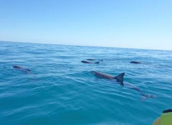 australia/noosa/attraction/epic-ocean-adventures-noosa