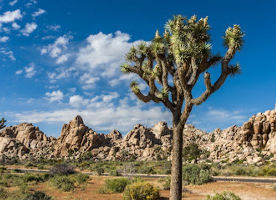 california/southern-california/attraction/joshua-tree-national-park