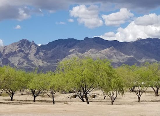 arizona/saguaro-national-park/attraction/brandi-fenton-memorial-park