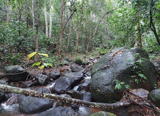 vietnam/southeast/attraction/phong-nha-botanic-garden