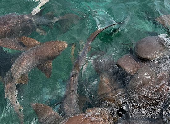 belize/san-pedro/san-pedro-town/attraction/shark-ray-alley
