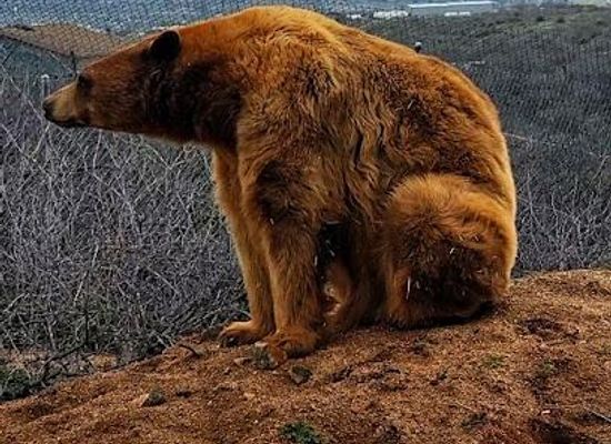 arizona/sedona/attraction/out-of-africa-wildlife-park