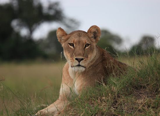 botswana/maun/attraction/exploring-botswana-tours-safaris