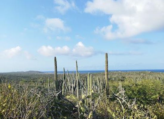 aruba/baby-beach/attraction/alto-vista-winery-distillery