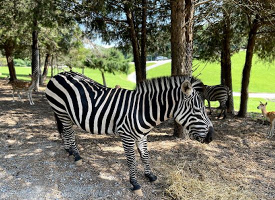 virginia/roanoke-valley/attraction/virginia-safari-park