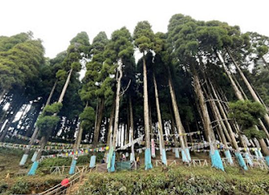 india/eastern-india/attraction/lava-pine-park