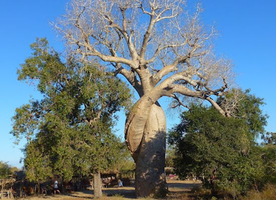madagascar/atsimo-andrefana/attraction/baobab-amoureux
