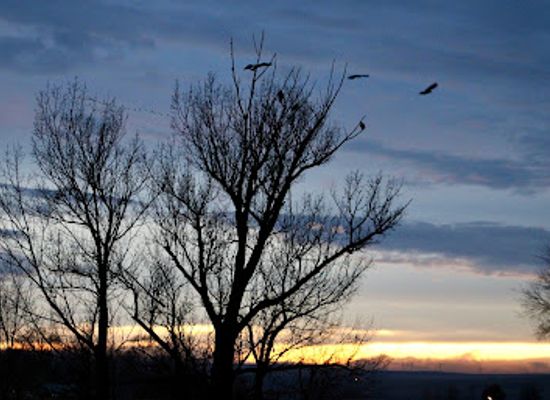 idaho/magic-valley/attraction/eagle-tree