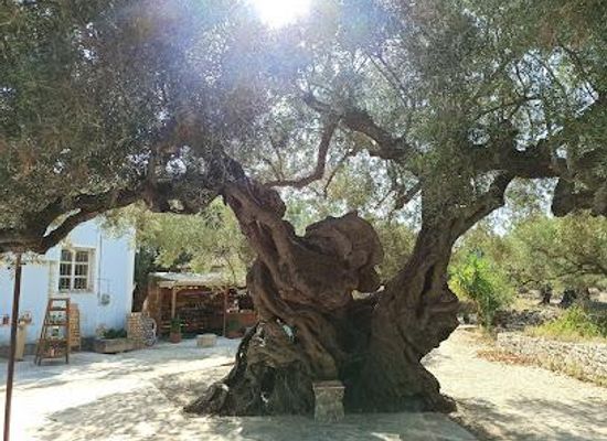 greece/zakynthos/attraction/lekkas-farm-manufacture-of-local-delicacies-straight-from-zante
